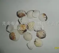 金贝壳专业版手机炒股(金贝壳手机证券智慧版824)